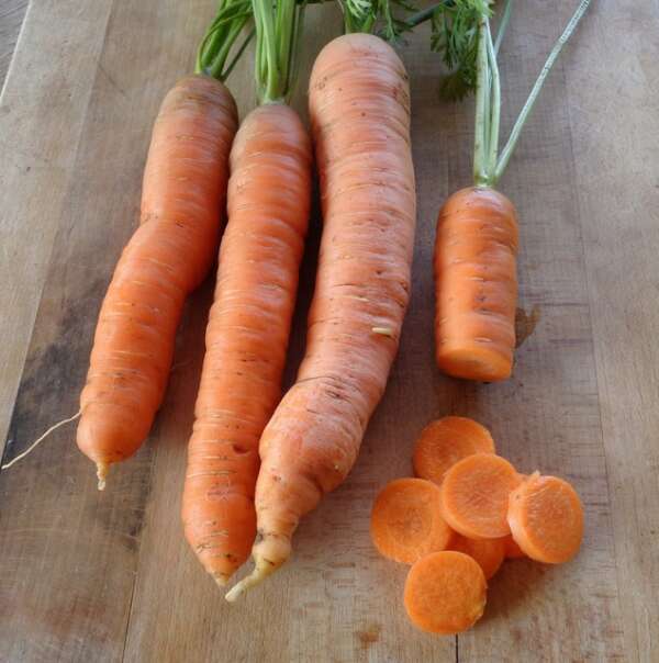 carrots homemade dog food